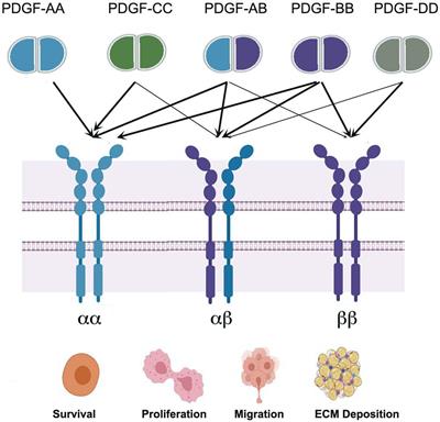 Frontiers Role of PDGF A B Ligands in Cardiac Repair After